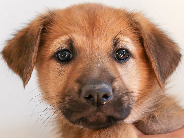 chinook puppy